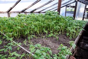 Seedlings of tomato. Growing tomatoes in the greenhouse. Seedlin photo