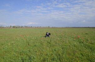 A man in a jacket on a field of tulips. Glade with tulips photo