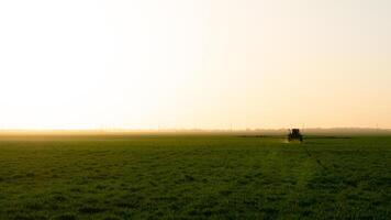 tractor en el puesta de sol antecedentes. tractor con alto ruedas es haciendo fertilizante en joven trigo. foto