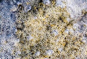 Bubbles of air in mud and silt under water. Background of bubbles, surface texture. photo