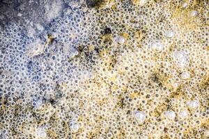 Bubbles of air in mud and silt under water. Background of bubbles, surface texture. photo