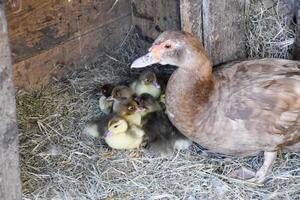 Muscovy duck mother with ducklings. photo