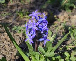 Hyacinth blooms in the garden. The hyacinth flower is blue. photo