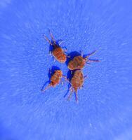 Arthropod mites on a blue background. Close up macro Red velvet photo