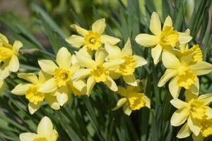 Spring flowering bulb plants in the flowerbed. Flowers daffodil yellow photo