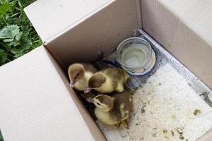 patitos de un pato almizclado foto