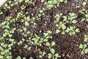 Seedlings of cabbage. Cultivation of cabbage in a greenhouse. Se photo