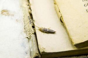 Insect feeding on paper - silverfish photo