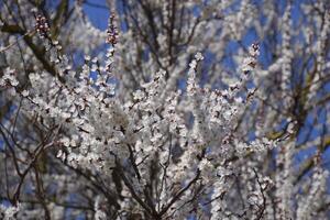 Spring flowering trees. Pollination of flowers of apricot. Blooming wild apricot in the garden photo