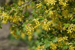 floración grosella arbusto oro. foto