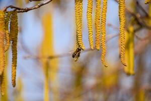 Pollination by bees earrings hazelnut. Flowering hazel hazelnut. photo