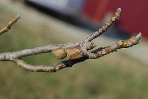 Ootheca mantis on the branches of a tree. The eggs of the insect laid in the cocoon for the winter are laid photo