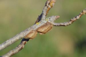 Ootheca mantis on the branches of a tree. The eggs of the insect laid in the cocoon for the winter are laid photo