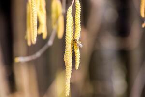 Pollination by bees earrings hazelnut. Flowering hazel hazelnut. photo