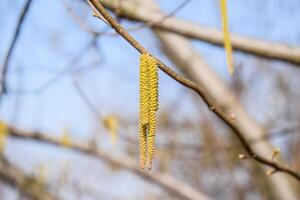 Pollination by bees earrings hazelnut. Flowering hazel hazelnut. photo