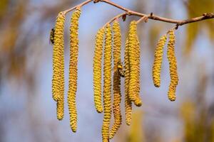 Pollination by bees earrings hazelnut. Flowering hazel hazelnut. photo