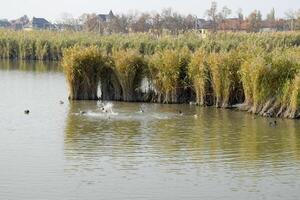 Ducks swimming in the pond. Wild mallard duck. Drakes and females photo