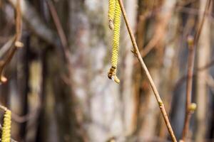 Pollination by bees earrings hazelnut. Flowering hazel hazelnut. photo