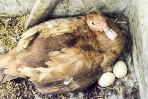 musky duck on the nest. Reproduction of musk ducks photo