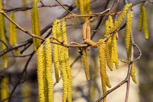 Flowering hazel hazelnut. Hazel catkins on branches. photo