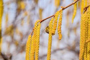 Pollination by bees earrings hazelnut. Flowering hazel hazelnut. photo