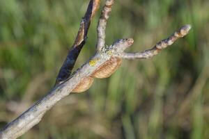 Ootheca mantis on the branches of a tree. The eggs of the insect laid in the cocoon for the winter are laid photo