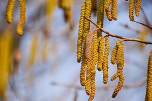 Flowering hazel hazelnut. Hazel catkins on branches. photo