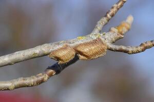 Ootheca mantis on the branches of a tree. The eggs of the insect laid in the cocoon for the winter are laid photo