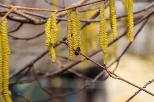 Pollination by bees earrings hazelnut. Flowering hazel hazelnut. photo