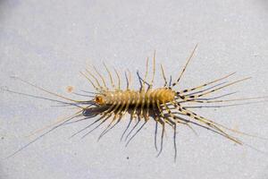 The Flycatcher. Scutigera coleoptrata. Centipede flycatcher, insect predator photo