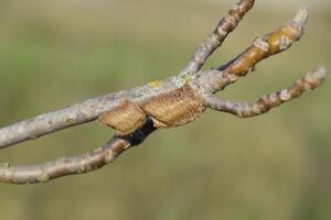 Ootheca mantis on the branches of a tree. The eggs of the insect laid in the cocoon for the winter are laid photo