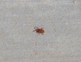 Close up macro Red velvet mite or Trombidiidae photo