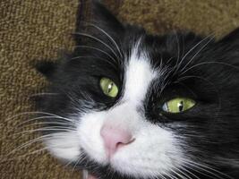 The muzzle of the cat is near. Black and white cat with green eyes. photo