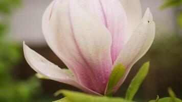 one pink flower on a branch of blooming magnolia close-up outdoors video