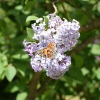 Butterfly rash on lilac colors. Butterfly urticaria. photo