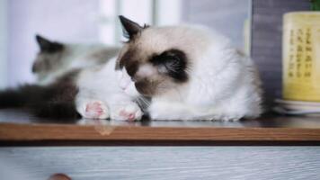 Young healthy beautiful purebred Ragdoll cat, at home video