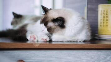 Jeune en bonne santé magnifique de race ragdoll chat, à Accueil video