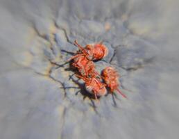 cerca arriba macro rojo terciopelo Pizca o trombidiidae foto