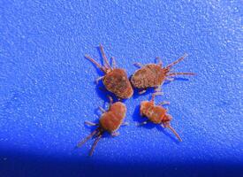 Arthropod mites on a blue background. Close up macro Red velvet photo