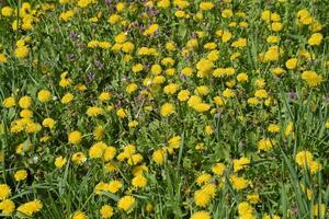 Flowering dandelions in the clearing. Meadow with dandelions. photo