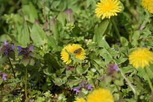 Flowering dandelions in the clearing. Meadow with dandelions. photo