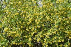 floración grosella arbusto oro. foto