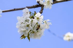 Blooming cherry plum. White flowers of plum trees on the branches of a tree. Spring garden. photo