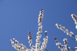 Spring flowering trees. Pollination of flowers of apricot. Blooming wild apricot in the garden photo