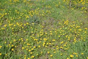 Flowering dandelions in the clearing. Meadow with dandelions. photo