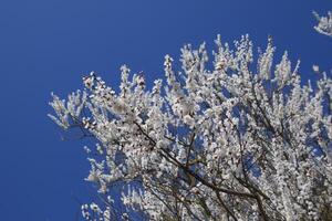 Spring flowering trees. Pollination of flowers of apricot. Blooming wild apricot in the garden photo