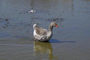 The gray goose is domestic. Homemade gray goose. Homemade geese in an artificial pond photo