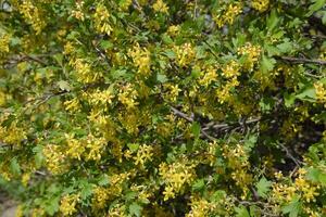 floración grosella arbusto oro. foto