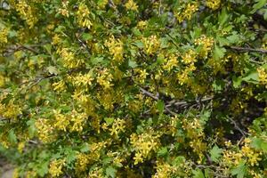 Flowering currant bush gold. photo