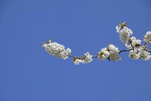 Blooming cherry plum. White flowers of plum trees on the branches of a tree. Spring garden. photo